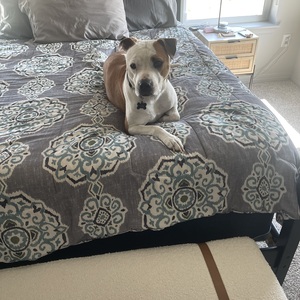 Fundraising Page: Ebby Byes